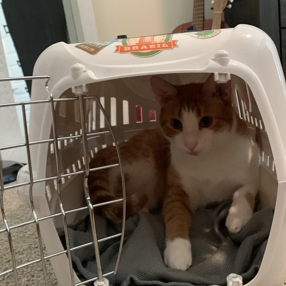 Brand new stylish cat carrier (blanket inside included)